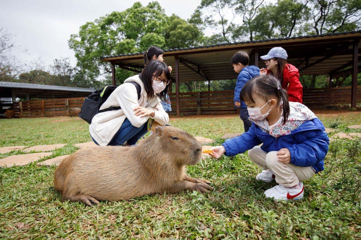 桃園楊梅 埔心牧場 水豚/梅花鹿/草泥馬 親子旅遊 隨拍心得遊記