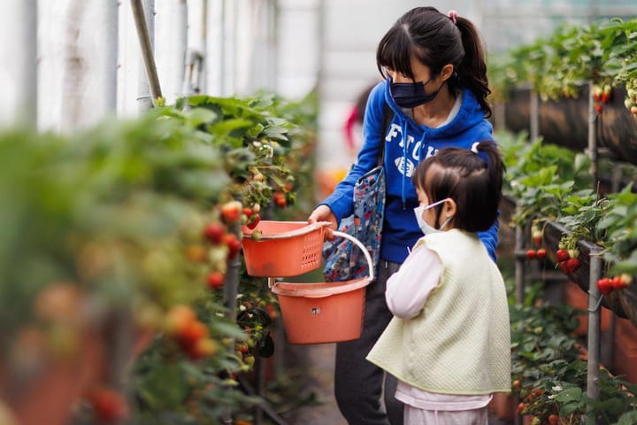 台北內湖貴月農場草莓園/象園咖啡/碧湖公園